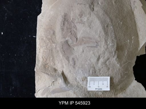 Eurypterus sp.