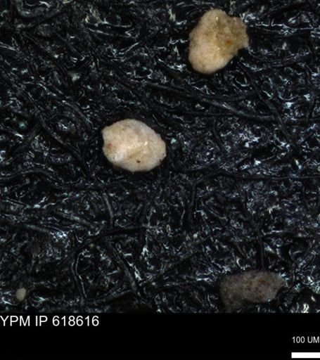 undet. Foraminiferida