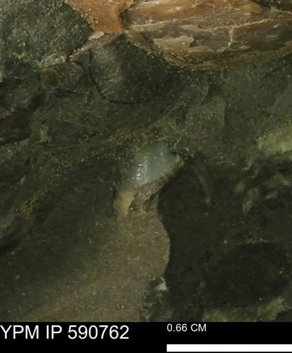 undet. Bivalvia