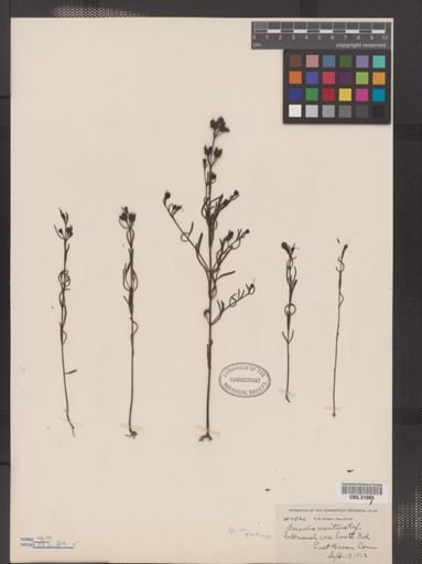 Agalinis maritima