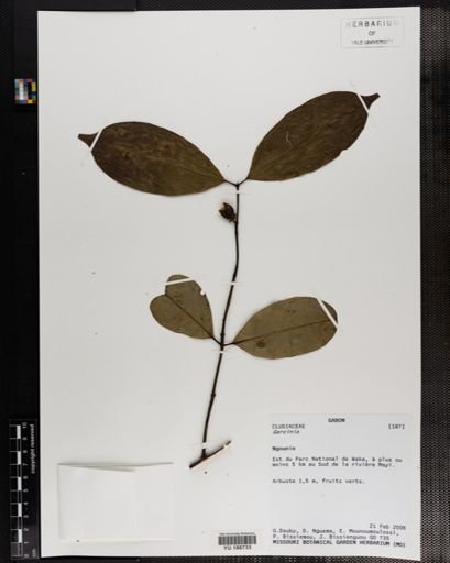 Plantae