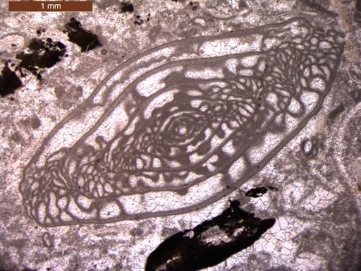 Triticites turgidus