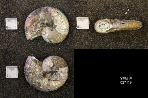 Discoscaphites conradi