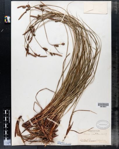 Carex