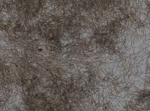 Haliclona (Gellius) sp.