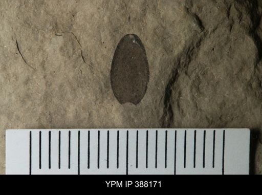 Eurypterus sp.