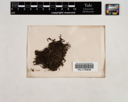 Plantae