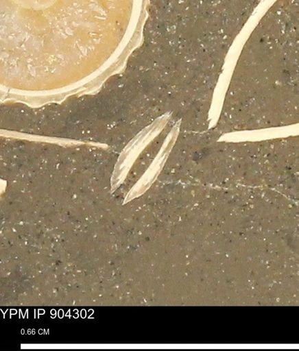 undet. Bivalvia