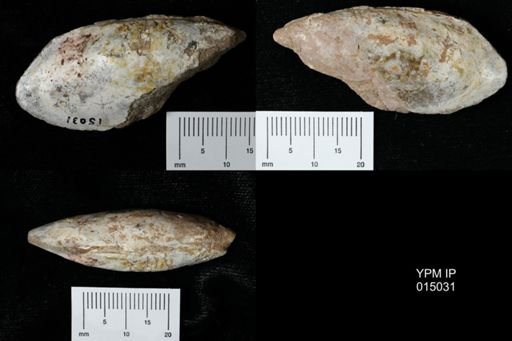 Lamellidens