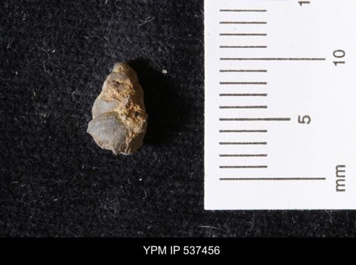 Goniobasis ortmanni