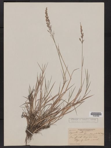 Agrostis palustris