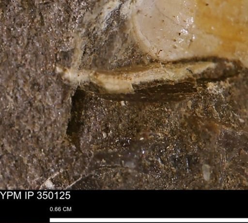 undet. Bivalvia