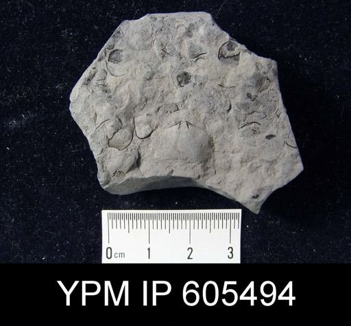undet. Brachiopoda