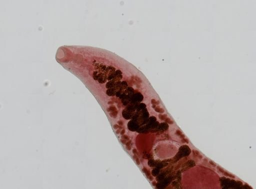 Haematoloechus medioplexus