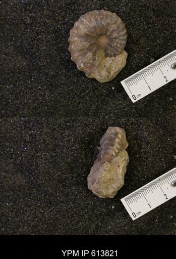 Neogastroplites sp.