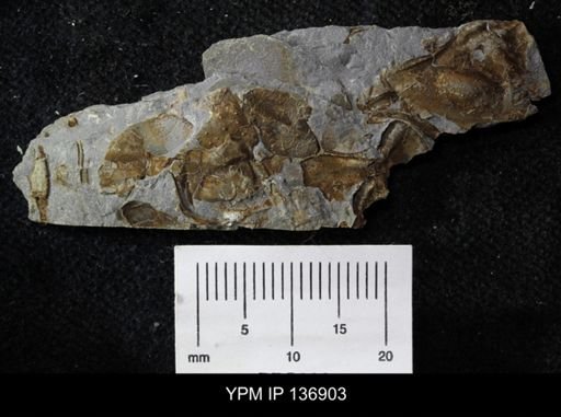 Ctenocephalus maltheus