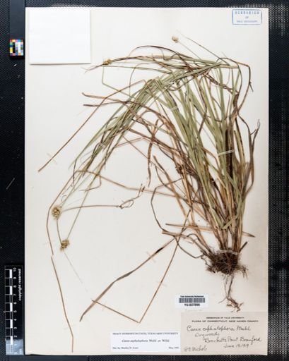 Carex cephalophora