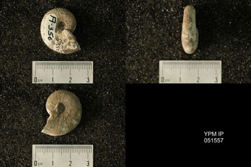 Hoploscaphites nicolletii