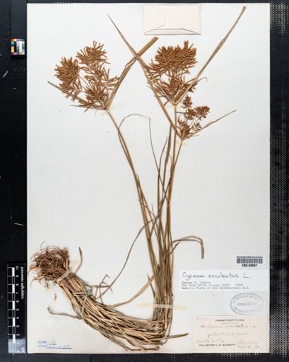 Cyperus esculentus