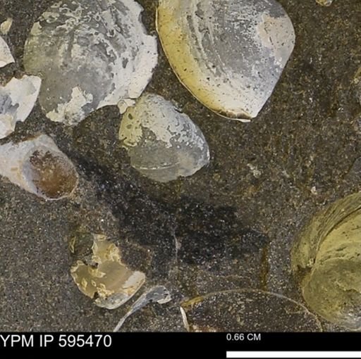 Protocardia sp.