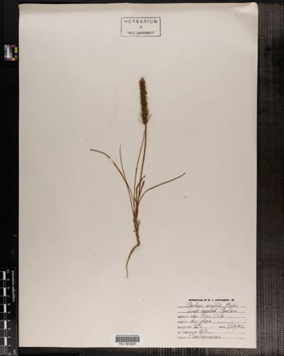 Plantae
