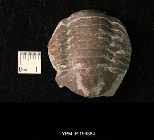 Isotelus platycephalus
