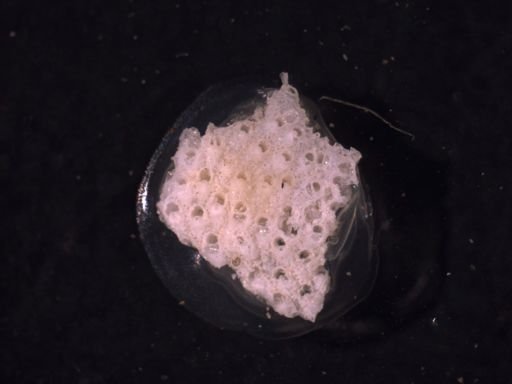 Porella columbiana