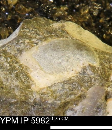 Limopsis striatopunctatus
