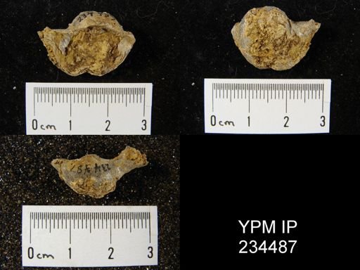 Marginifera splendens