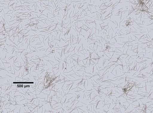 Adocia albifragilis