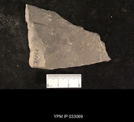 Mormolucoides articulatus