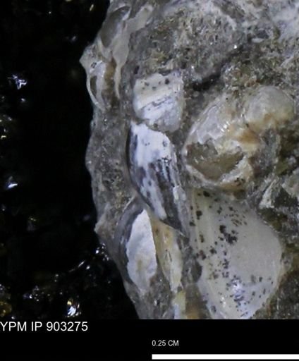 undet. Bivalvia