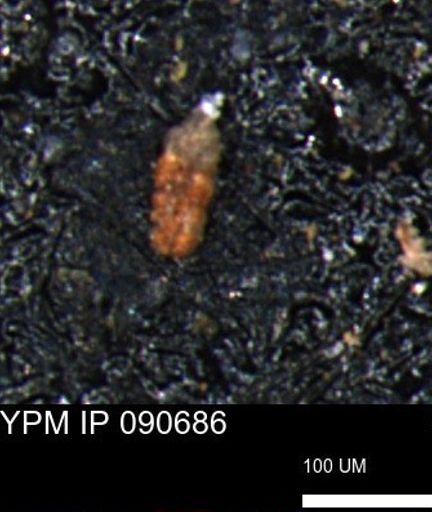 Ammobaculoides phaulus