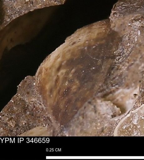 undet. Mollusca