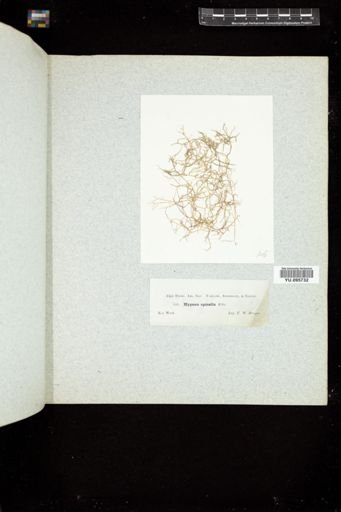 Hypnea spinella