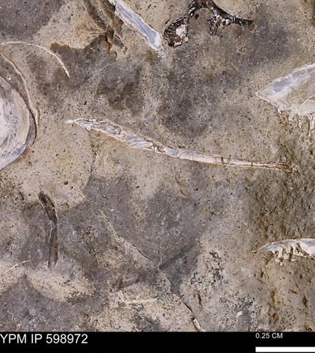 Mollusca