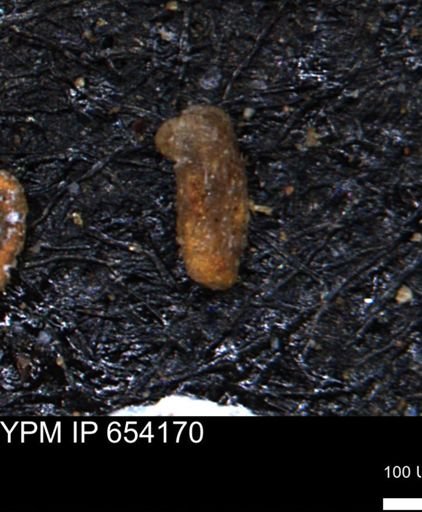 Miliammina manitobensis