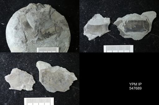 undet. Eurypterida