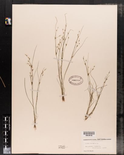 Plantae