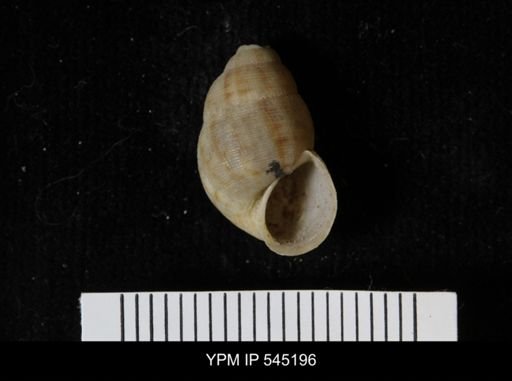 Chondropoma sp.