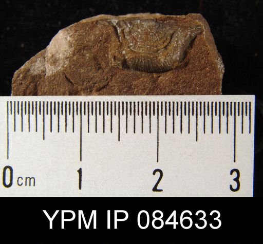 Leptaena rhomboidalis