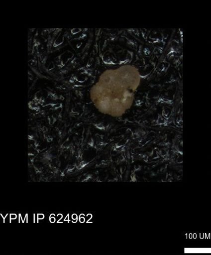 undet. Rugoglobigerinidae