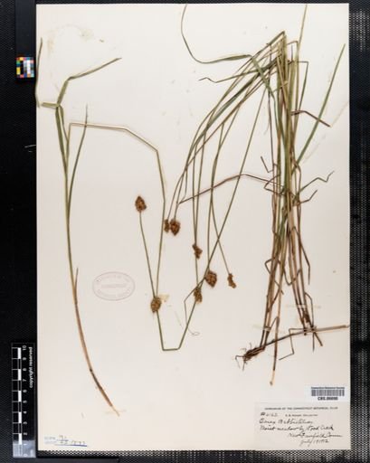 Carex bebbii