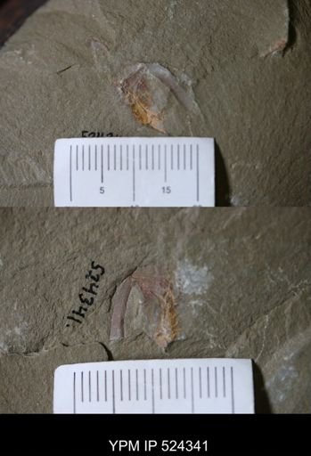 undet. Cornuta