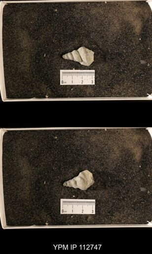 Lophospira sp.