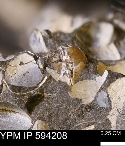 Limopsis? striatopunctatus