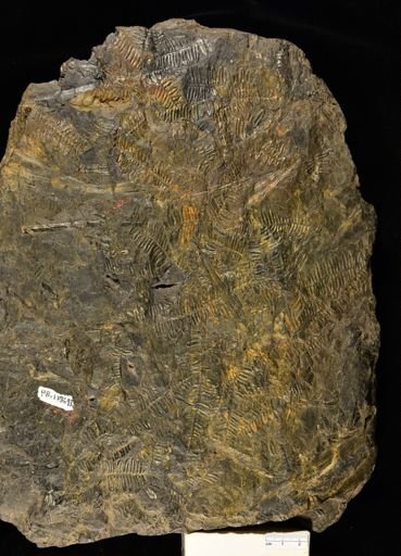 Pecopteris sp.
