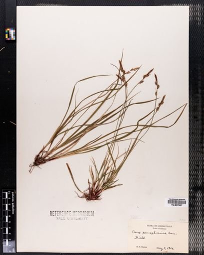 Carex pensylvanica