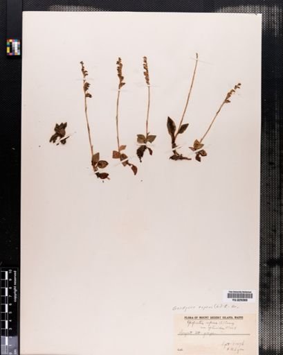 Plantae