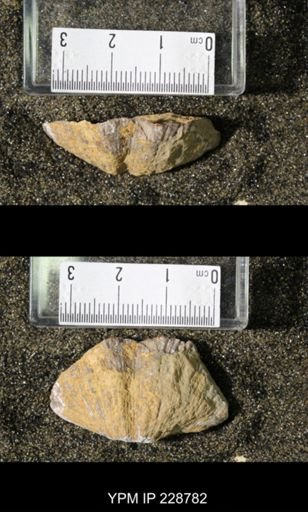 Neospirifer triplicatus